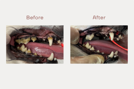 二子玉川院の症例の記録 | KINS WITH 動物病院