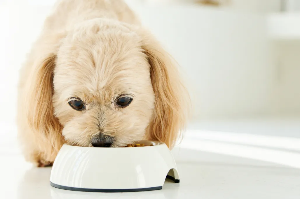 犬猫のプロバイオティクスについて～小さな菌がつくる、大きな健康サポート～のサムネイル画像