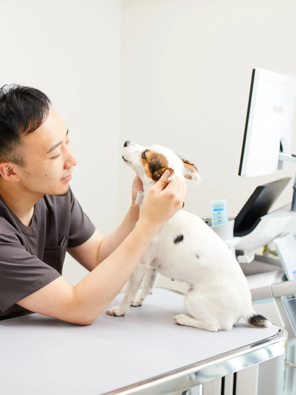 犬・猫の歯医者さん(歯科) ｜KINSWITH動物病院