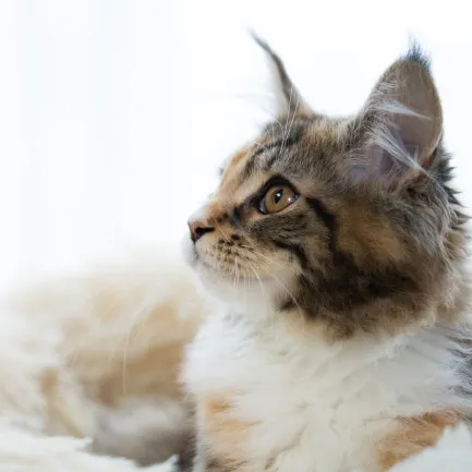 飼い主さまコメント