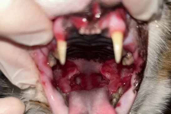 猫の歯肉口内炎｜口が赤くて、食べているけど、痛くて食べにくそうなケースのサムネイル画像